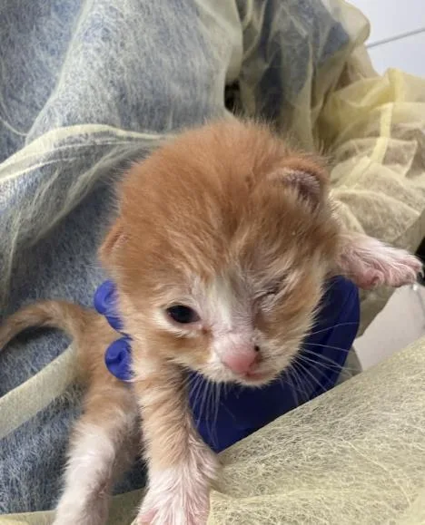 A baby medium-sized male Domestic Short Hair cat named Liam for adoption in Dallas, TX