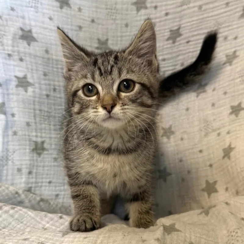 A baby medium-sized female Tabby (Brown / Chocolate) Domestic Short Hair cat named Ophelia for adoption in Greensburg, PA