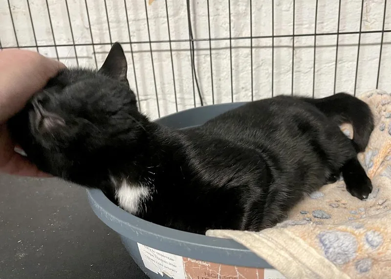 A young medium-sized male Black Domestic Short Hair cat named Prince for adoption in Weehawken, NJ