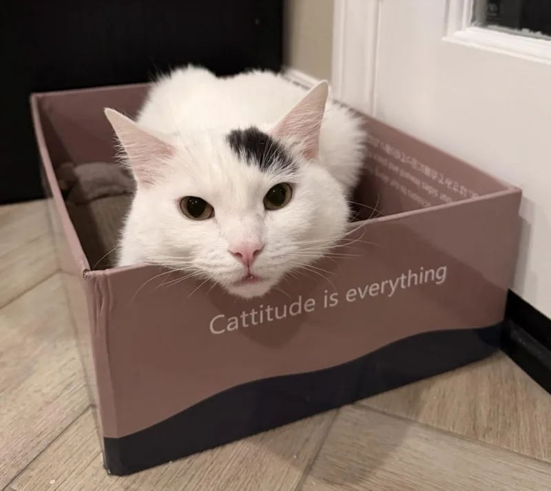 An adult small-sized male Domestic Short Hair cat named Maru for adoption in Burbank, CA