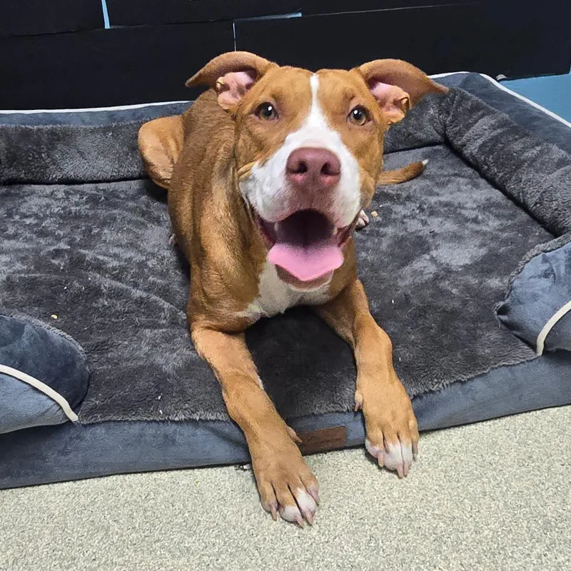 A young medium-sized female Brown / Chocolate Pit Bull Terrier dog named Lorna for adoption in Windsor, VA