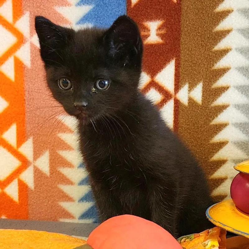 A baby small-sized male Black Domestic Short Hair cat named Squid for adoption in Austin, TX