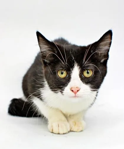 A baby small-sized female Domestic Short Hair cat named Sharpay for adoption in Morton Grove, IL