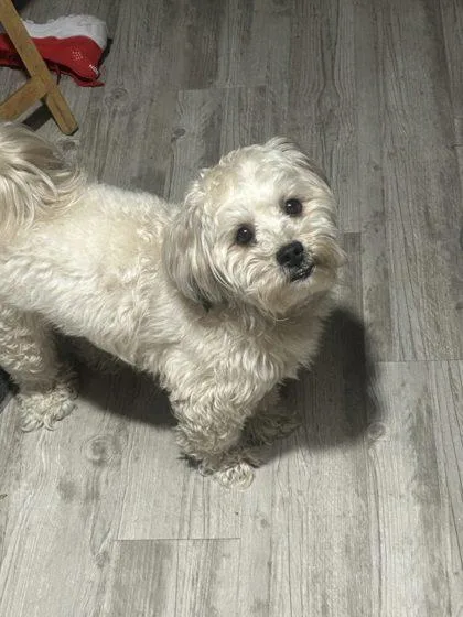 An adult small-sized male Mixed Breed dog named Peewee for adoption in West Chester, PA