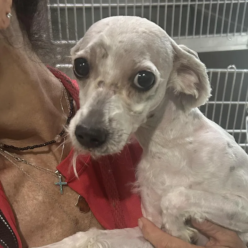 An adult small-sized male Yellow / Tan / Blond / Fawn Mixed Breed dog named Gillette for adoption in Newark, NJ