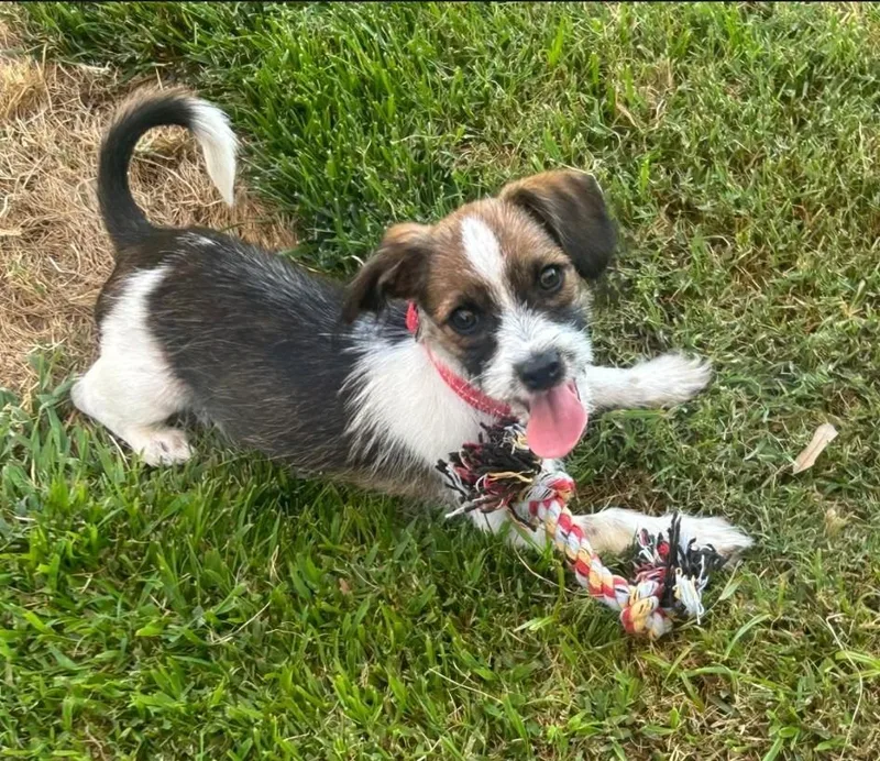 A baby small-sized male Terrier dog named Copper for adoption in Lemoore, CA