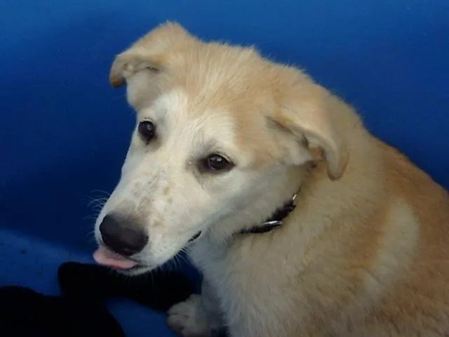 A baby large-sized male Mixed Breed dog named Mango for adoption in Dallas, TX