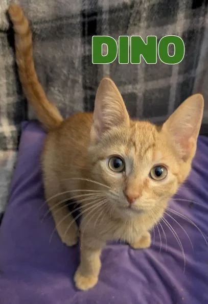A young medium-sized male Tabby (Orange / Red) Domestic Short Hair cat named Dino for adoption in Powder Springs, GA