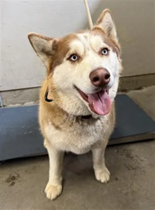 A young medium-sized female Siberian Husky dog named River for adoption in Camarillo, CA