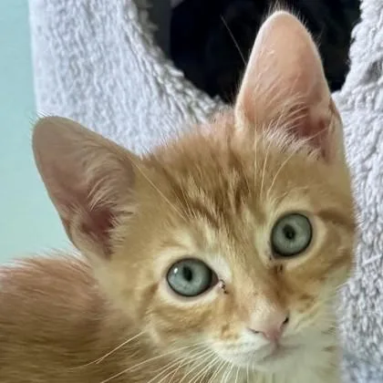 A baby medium-sized male Domestic Short Hair cat named Kid for adoption in Pleasanton, CA