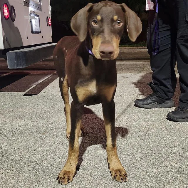 A baby medium-sized male Doberman Pinscher dog named Appa for adoption in San Antonio, TX