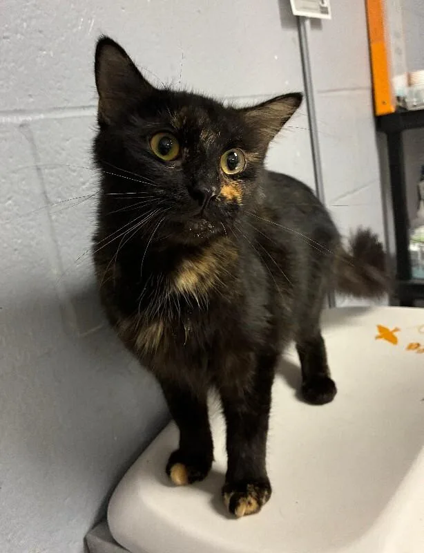 An adult medium-sized female Tortoiseshell Domestic Short Hair cat named Locket for adoption in Cincinnati, OH