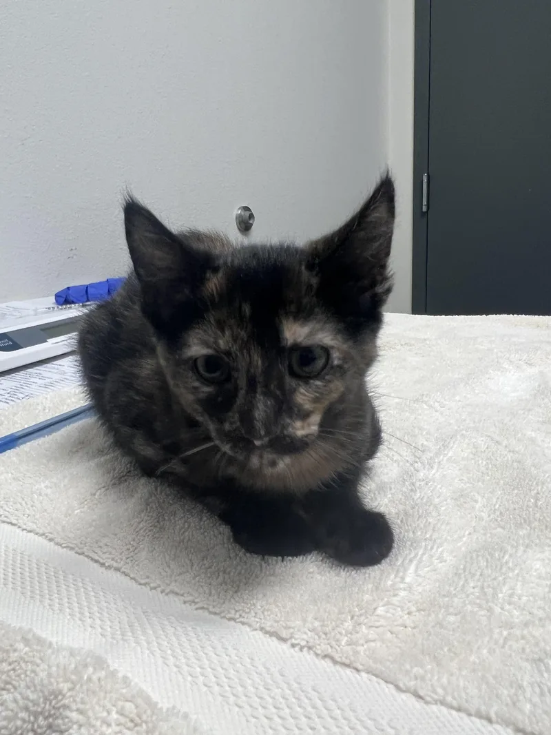 A baby small-sized female Domestic Short Hair cat named Penelope for adoption in Chico, CA