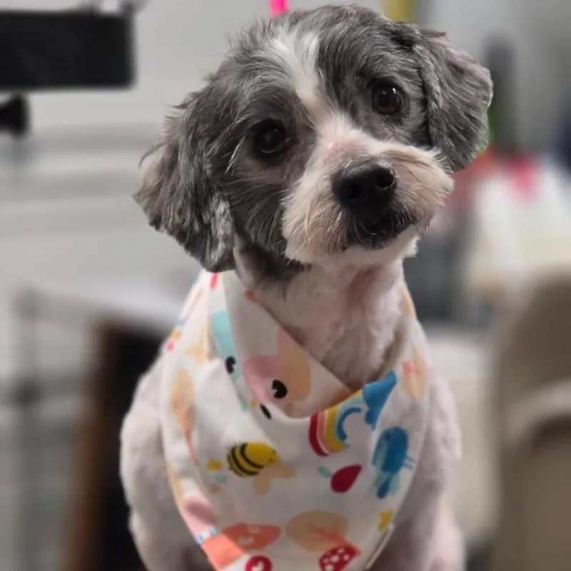 A senior small-sized male White / Cream Shih Tzu dog named Dozer for adoption in Martinsburg, WV
