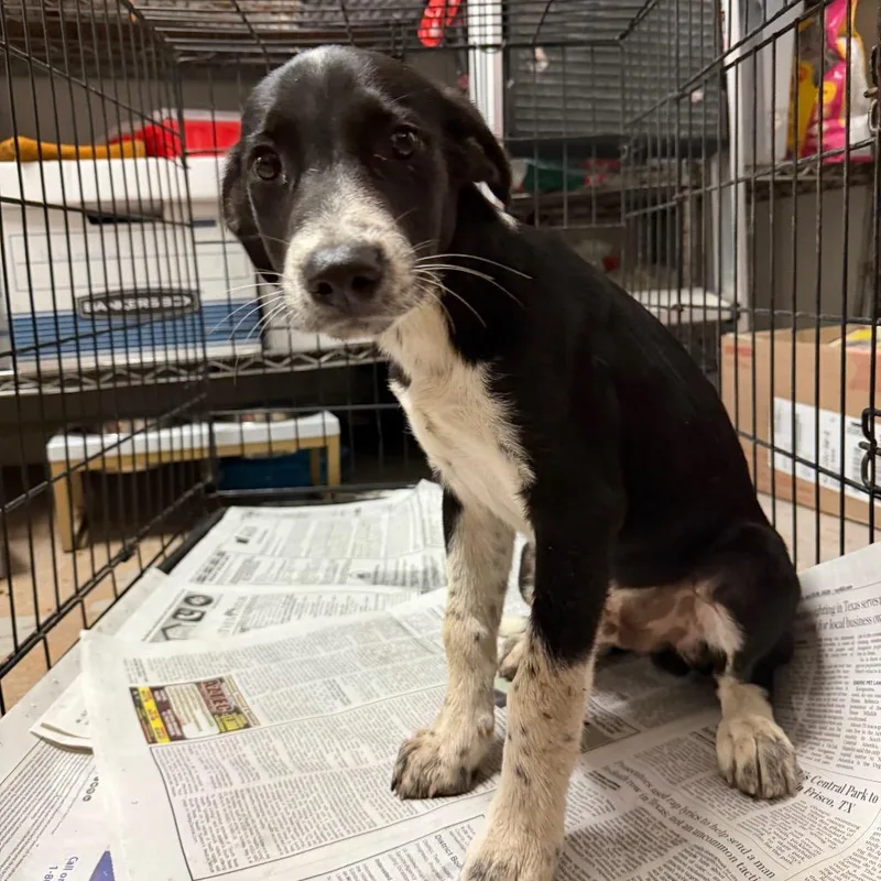 A baby medium-sized male Retriever dog named Bucky for adoption in Edinburg, TX