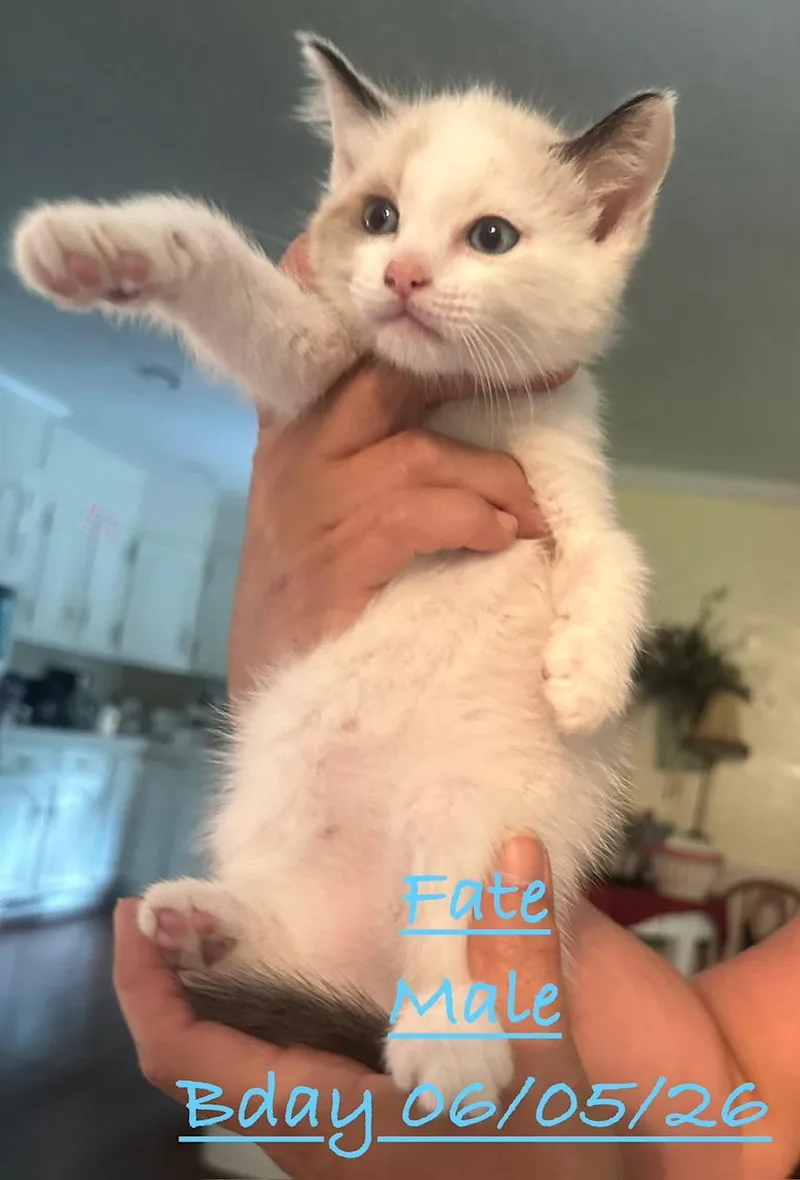 A baby small-sized male Seal Point Domestic Short Hair cat named Fate for adoption in Johnson City, TN