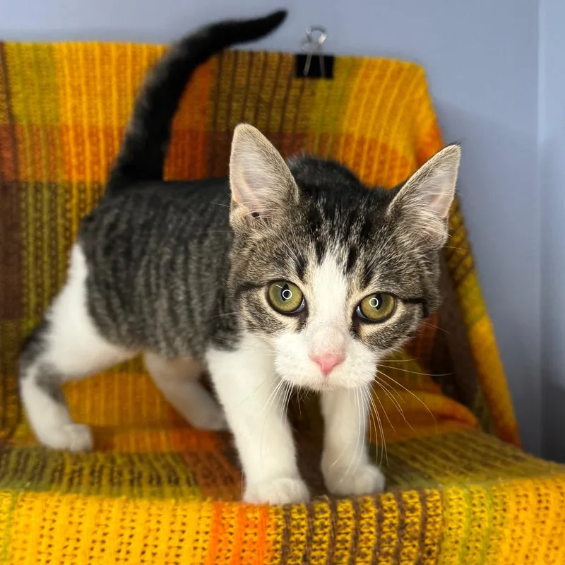 A baby small-sized female Domestic Short Hair cat named Xena: Warrior Princess for adoption in Mount Vernon, IL