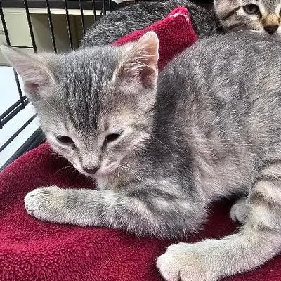A baby small-sized female Brown / Chocolate Domestic Short Hair cat named Blossom for adoption in Starkville, MS
