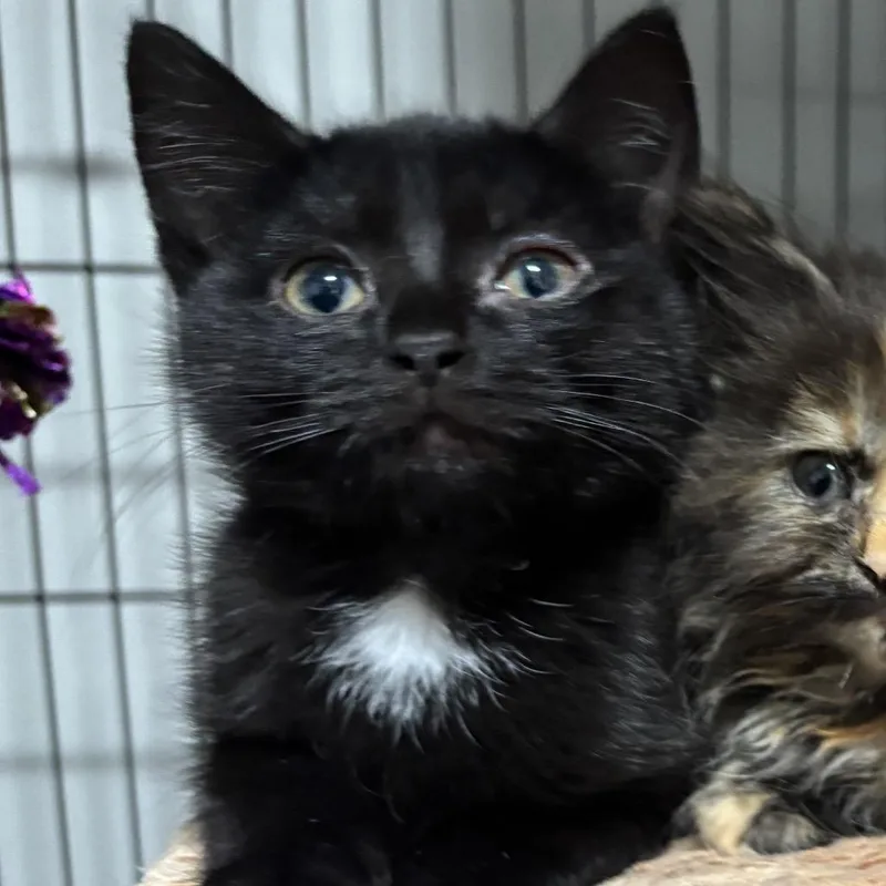 A baby small-sized male Black Domestic Short Hair cat named Pretzel for adoption in La Grange, KY