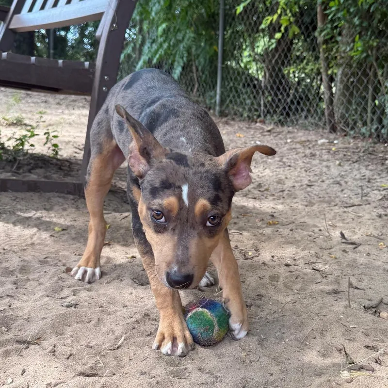 A baby medium-sized male Brown / Chocolate Mixed Breed dog named Marshmallow for adoption in Pensacola, FL