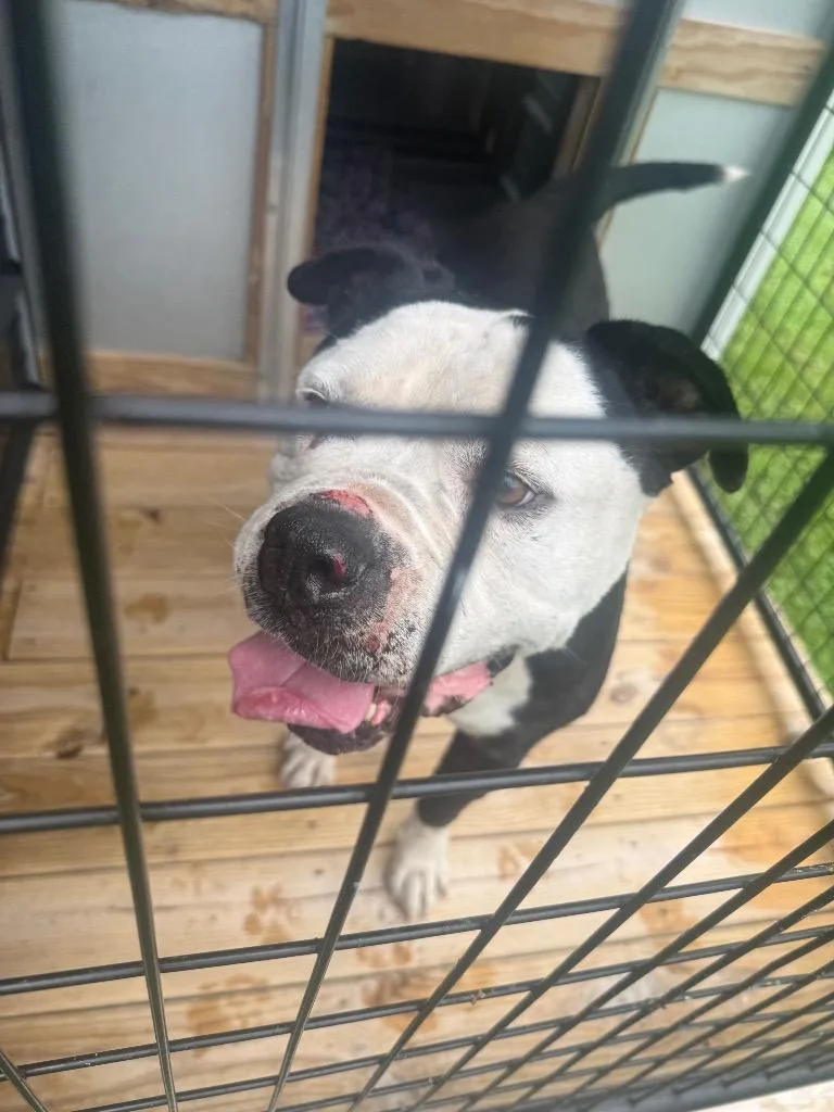 A senior large-sized male Mixed Breed dog named Jace for adoption in Columbia, TN