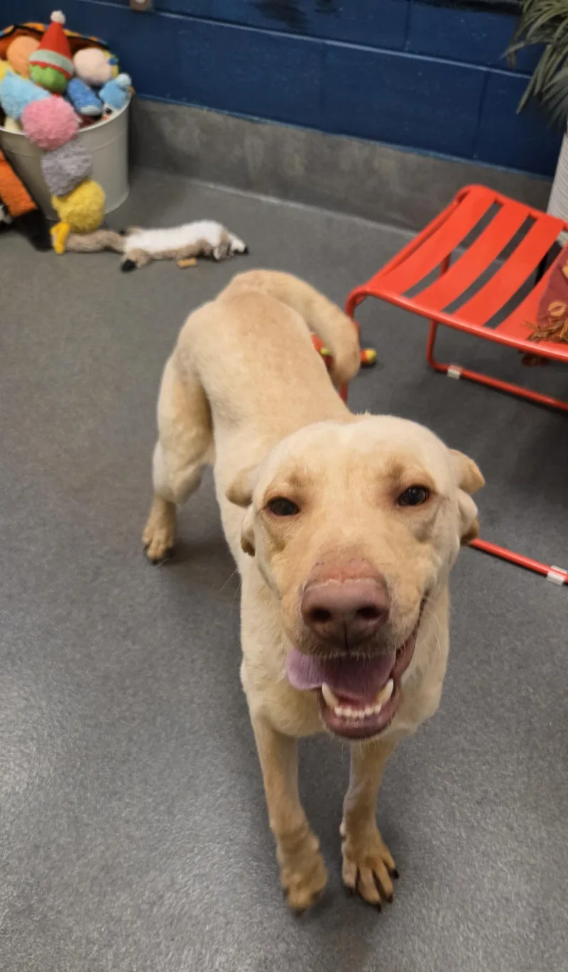 A young medium-sized male Apricot / Beige Yellow Labrador Retriever dog named Tanner for adoption in Amherst, VA