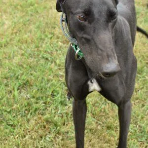 An adult medium-sized female Greyhound dog named Onyx Sparkle for adoption in grandville, MI
