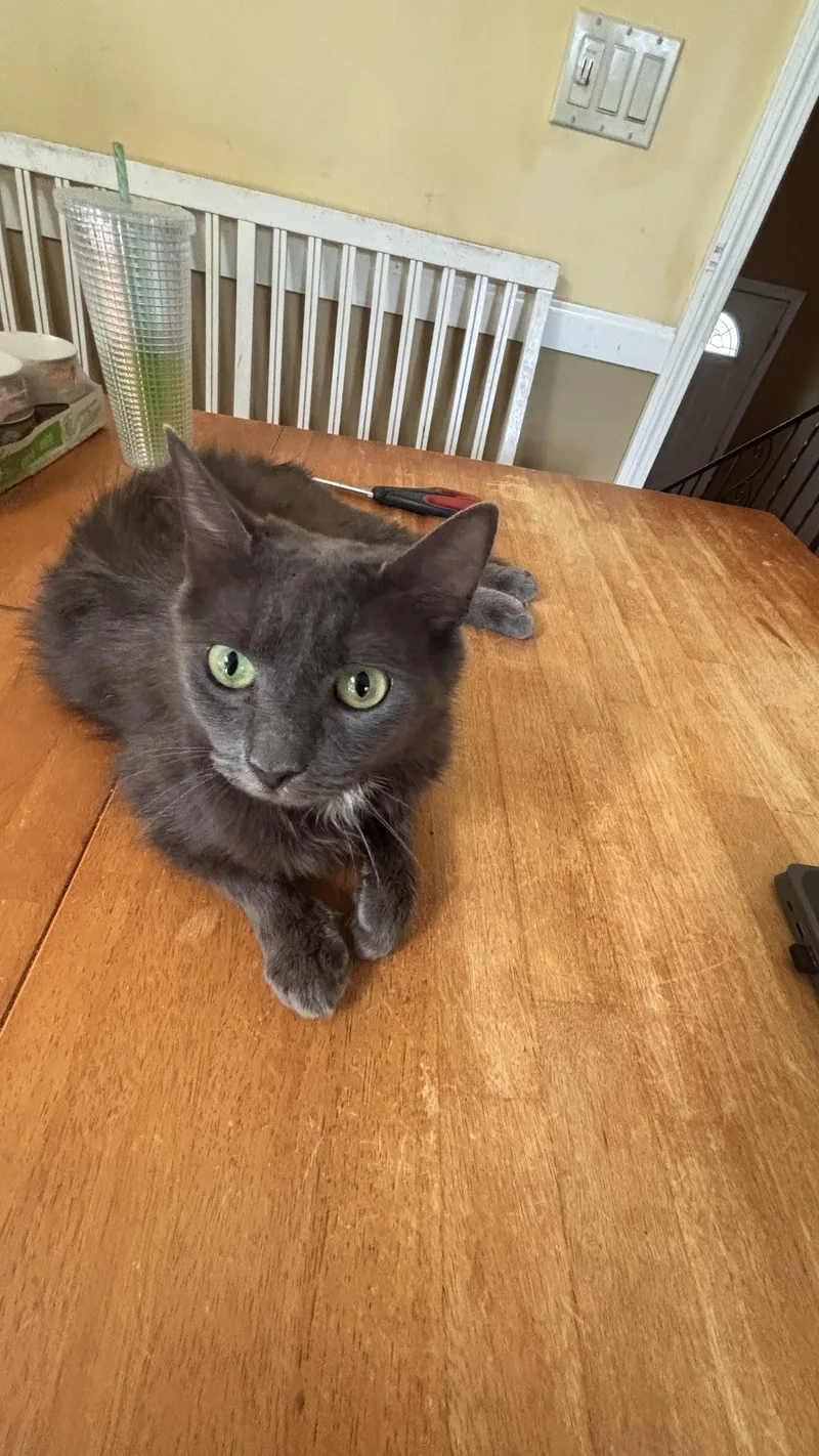 A young medium-sized female Gray & White Domestic Medium Hair cat named Manon for adoption in Melrose, MA