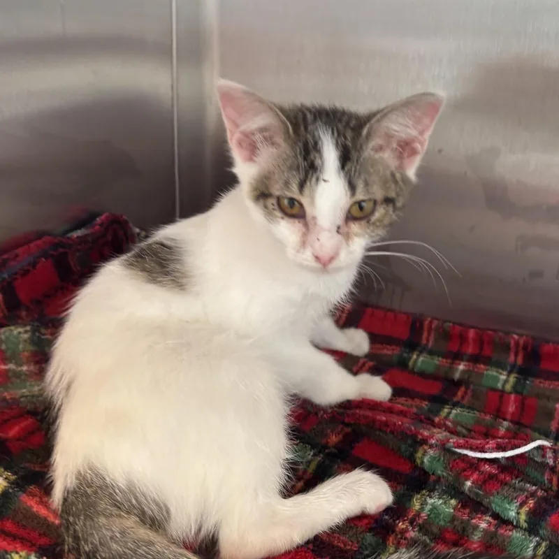 A baby small-sized female White Domestic Short Hair cat named Nemo for adoption in Madisonville, TN