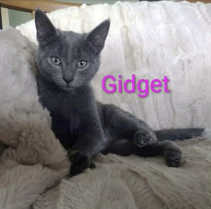 A baby medium-sized female Gray / Blue / Silver Russian Blue cat named Gidget for adoption in Wyandotte, MI