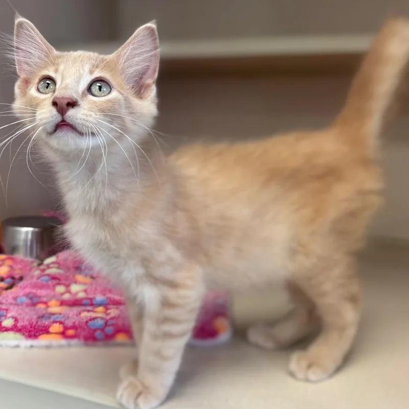 A baby small-sized male Orange / Red Domestic Medium Hair cat named Woody for adoption in Marshalltown, IA