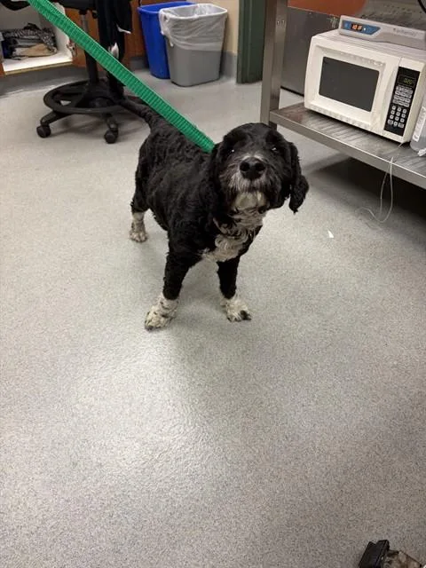 A young medium-sized female Cocker Spaniel dog named Unknown for adoption in Rancho Cucamonga, CA