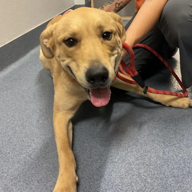 An adult medium-sized male Yellow / Tan / Blond / Fawn Labrador Retriever dog named Ramen for adoption in St Joseph, MO