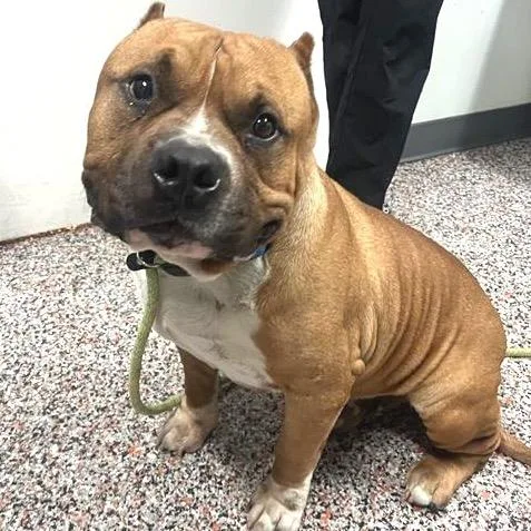 An adult large-sized male Yellow / Tan / Blond / Fawn Mixed Breed dog named Zach for adoption in Salt Lake City, UT