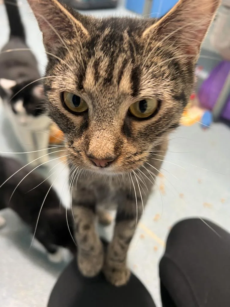 A young medium-sized female Tabby (Buff / Tan / Fawn) Domestic Short Hair cat named Wren for adoption in Berryville, VA