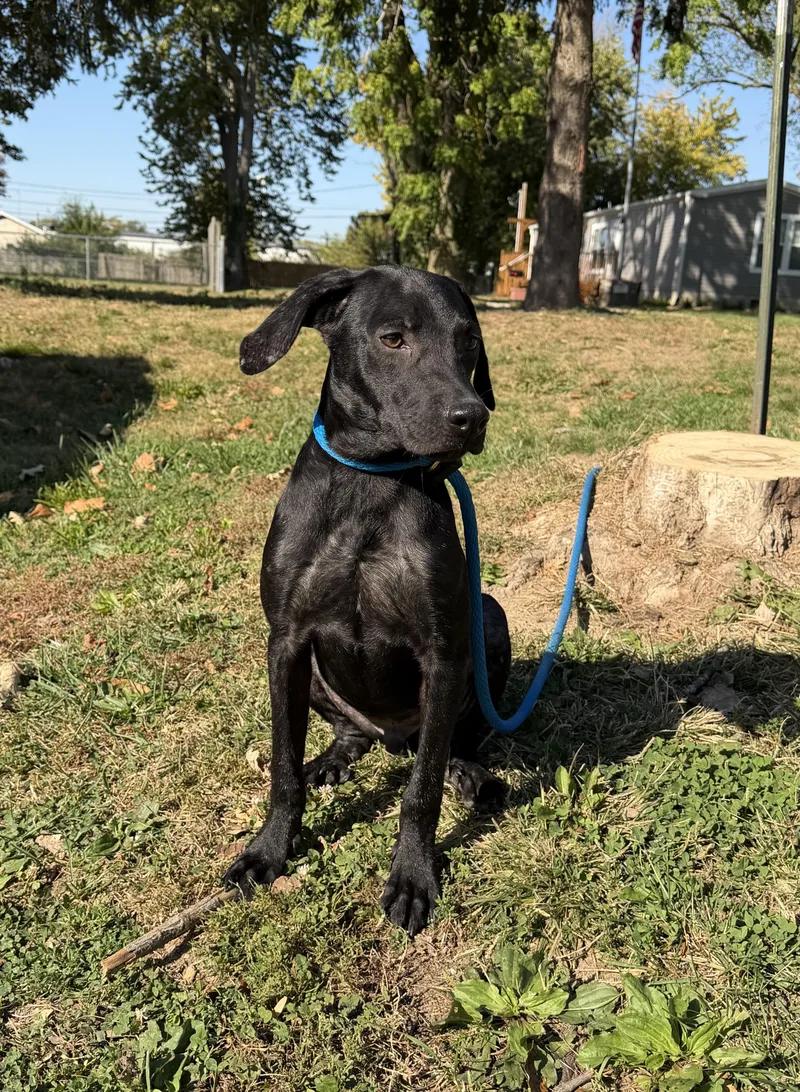 A young medium-sized male Labrador Retriever dog named Stitch for adoption in Springfield, IL