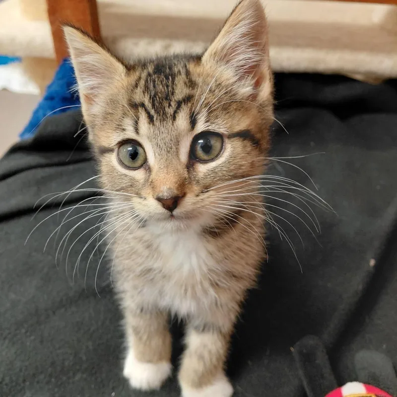 A baby small-sized male Brown / Chocolate Domestic Short Hair cat named Pop for adoption in Middlebury, VT