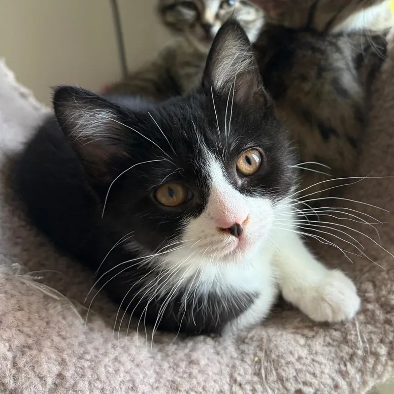 A baby small-sized female Black Domestic Short Hair cat named Sj Purrleone for adoption in Eaton Rapids, MI