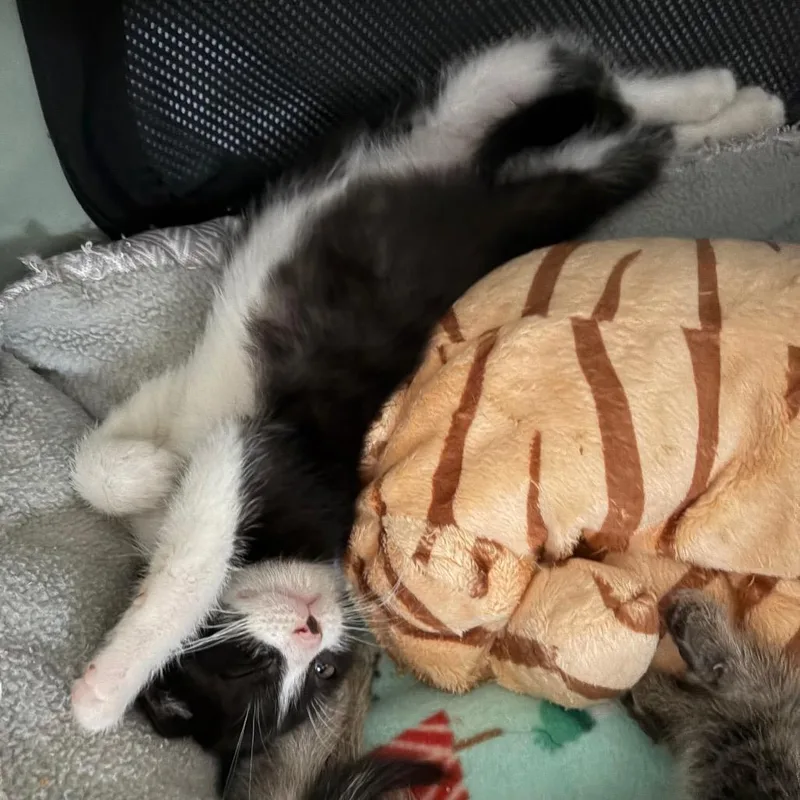 Sj Purrleone thumbnail 4