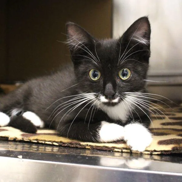 A baby small-sized female Domestic Short Hair cat named Freddie for adoption in Des Moines, IA