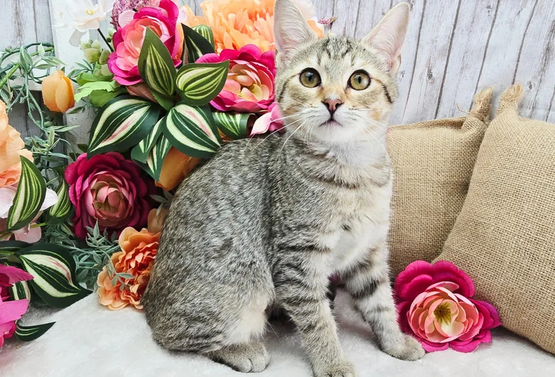 A baby small-sized female Orange / Red Domestic Short Hair cat named Lemon  The Snack for adoption in Ocean Springs, MS