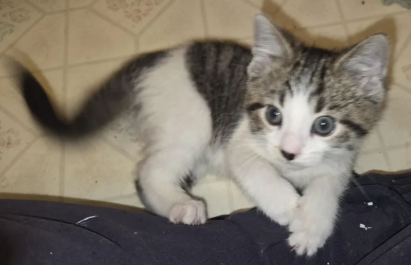 Brownie Batter thumbnail 2