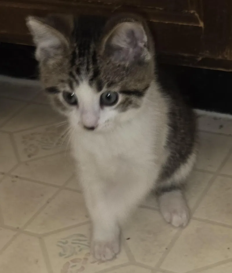 Brownie Batter thumbnail 4