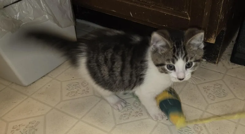 Brownie Batter thumbnail 5