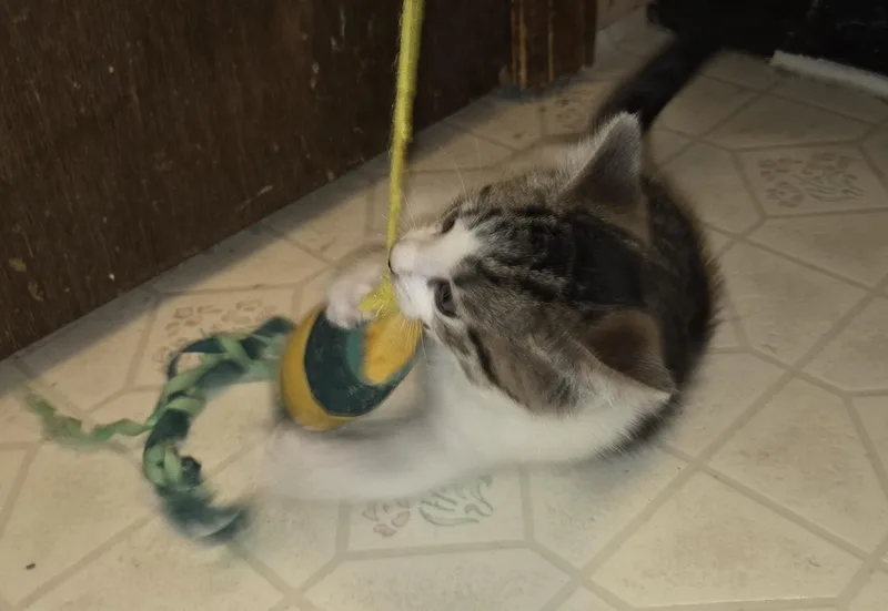 Brownie Batter thumbnail 6