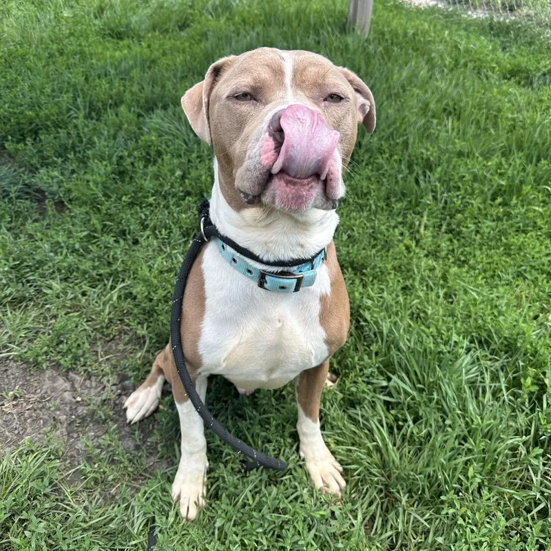 An adult large-sized male Yellow / Tan / Blond / Fawn Pit Bull Terrier dog named Indiana for adoption in Clinton, IL