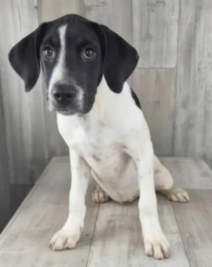An adult small-sized male Pointer dog named Blaze for adoption in Shreveport, LA