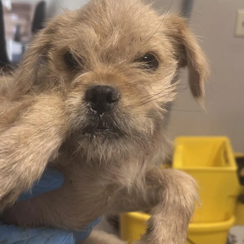 A baby small-sized female Brown / Chocolate Mixed Breed dog named Trish for adoption in Yuma, AZ