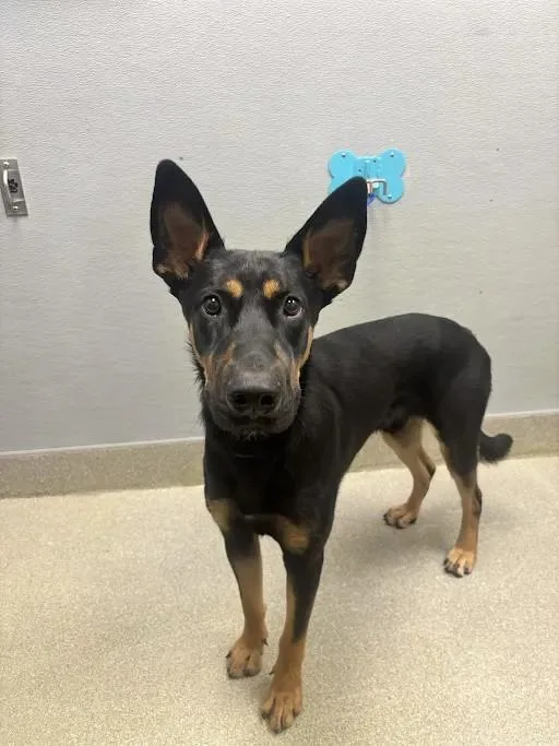 A young large-sized male German Shepherd Dog dog named Obsidian for adoption in Las Vegas, NV