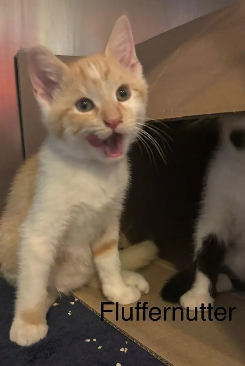 A baby small-sized male Orange & White Domestic Short Hair cat named Fluffernutter for adoption in Topsham, ME